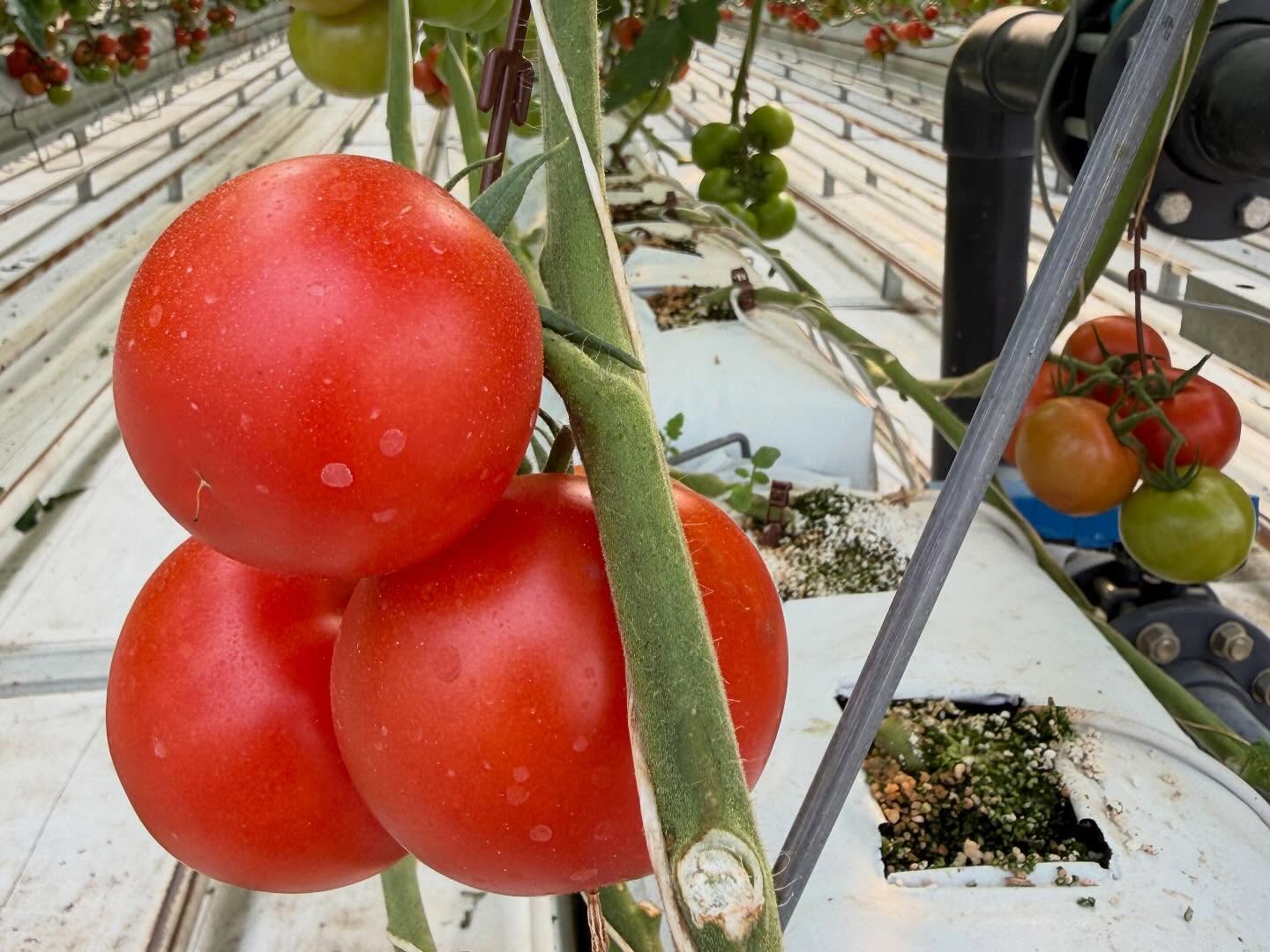 Başkanımız Rahmi Kartal liderliğindeki İstanbul PERDER heyeti olarak, değerli üyemiz Mopaş Market’in Manisa Salihli’deki Mopaş Tarım İşletmesi’ni ziyaret ettik.